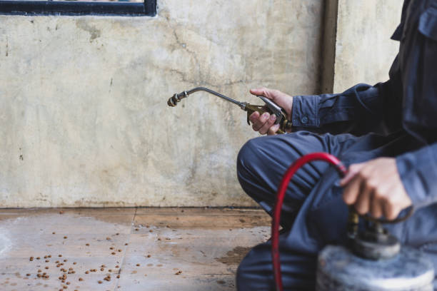 Flea Control Services in Gunnison, CO